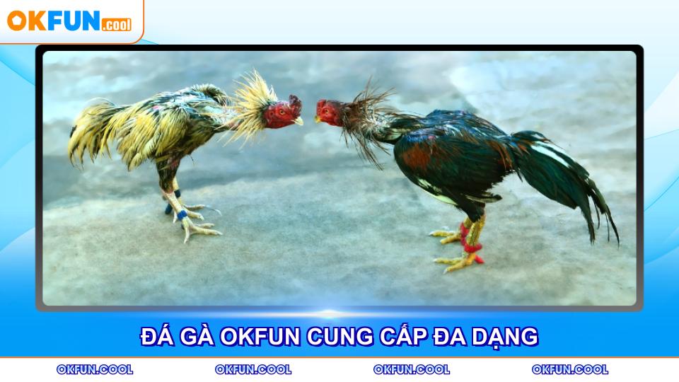 Đá gà OKFUN cung cấp đa dạng trải nghiệm cược hấp dẫn