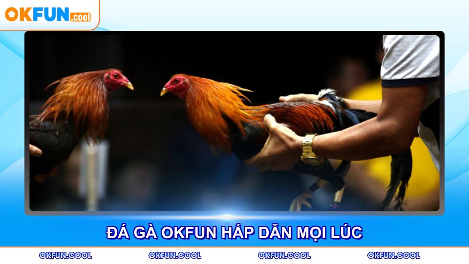 Đá gà OKFUN mang đến trải nghiệm cược hấp dẫn mọi lúc