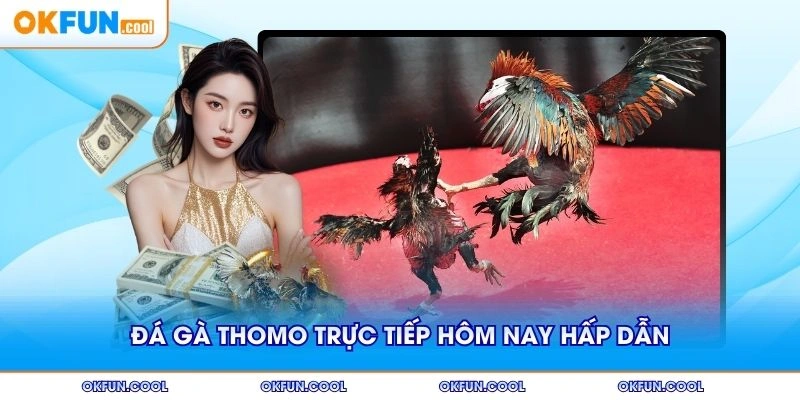 Đá gà thomo trực tiếp hôm nay với trận đấu hấp dẫn