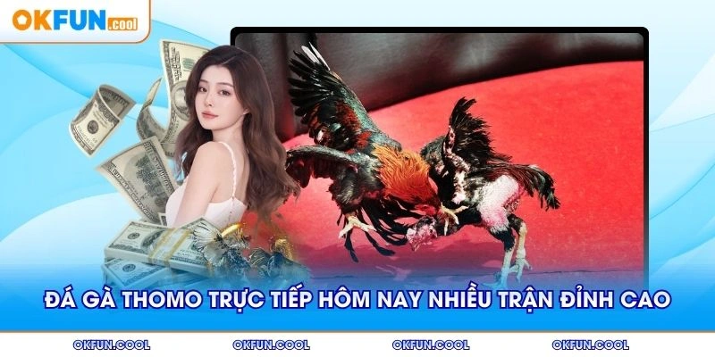 Đá gà thomo trực tiếp hôm nay với nhiều trận đỉnh cao
