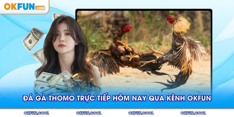 Đá gà thomo trực tiếp hôm nay qua kênh phát OKFUN