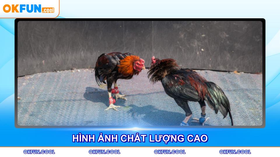 Đá gà trực tiếp hôm nay với hình ảnh chất lượng cao