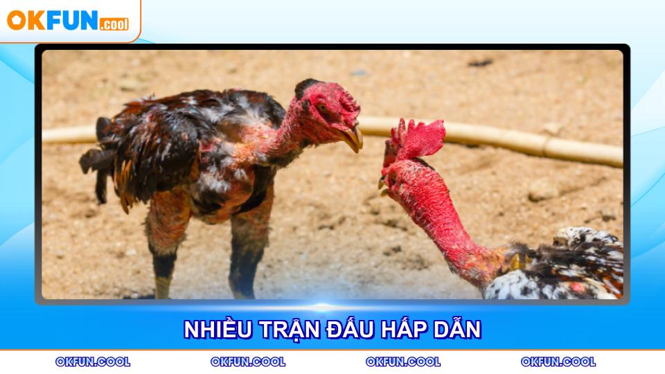 Đá gà trực tiếp hôm nay với nhiều trận đấu hấp dẫn